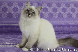 Pauline, blue-tabby point
