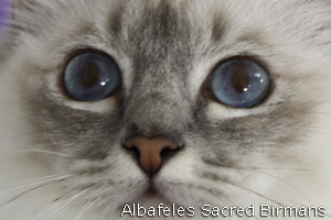 Pauline, blue-tabby point