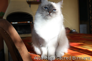 Pauline, blue-tabby point