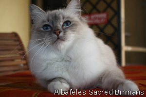 Pauline, blue-tabby point