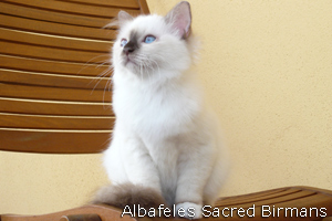 Phoebe, chocolate-point