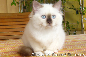 Phoebe, chocolate-point