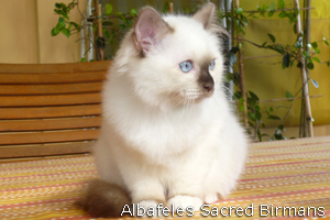 Phoebe, chocolate-point