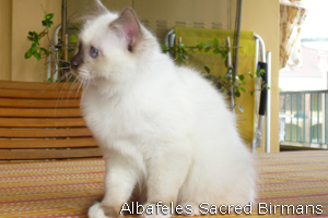 Phoebe, chocolate-point