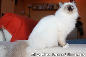 Phoebe, chocolate-point