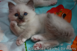 Priscilla, blue-point
