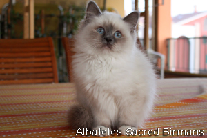 Priscilla, blue-point