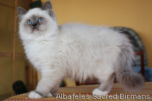Priscilla, blue-point