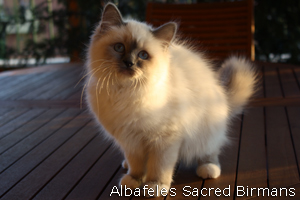 Priscilla, blue-point