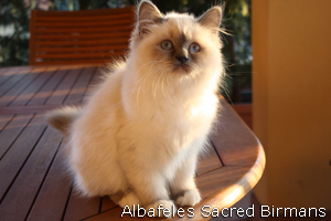 Priscilla, blue-point