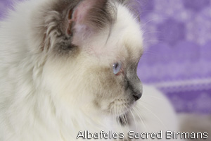 Priscilla, blue-point