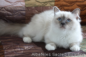 Priscilla, blue-point