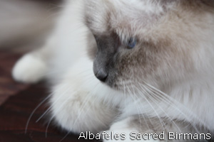 Priscilla, blue-point
