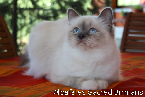 Priscilla, blue-point
