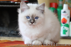 Cuccioli di Minosse
