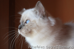 Cuccioli di Phoebe