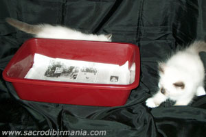 cassettina igienica del gatto con fogli di giornale