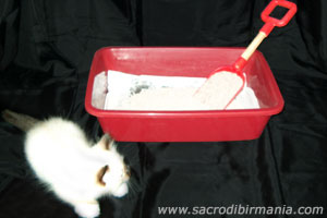 pulizia vaschetta del gatto
